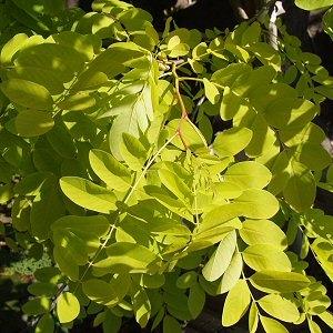 Image of Robinia pseudoacacia 'Frisia'