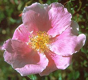Image of Rosa 'Anemone'