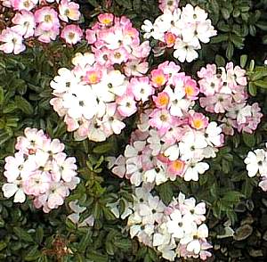 Image of Rosa 'Ballerina'