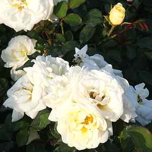 Image of Rosa Ivory Drift