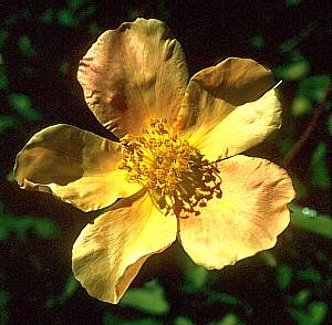 Image of Rosa 'Mutabilis'