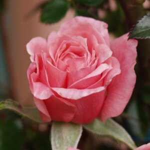 Image of Rosa Pink Above All