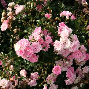 Image of Rosa 'The Fairy'