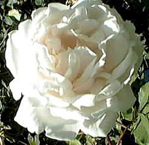 Image of Rosa 'Mme. Alfred Carrire'