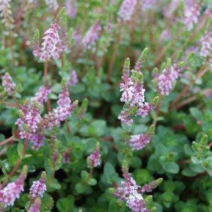 Image of Rotala indica (Aquatic)