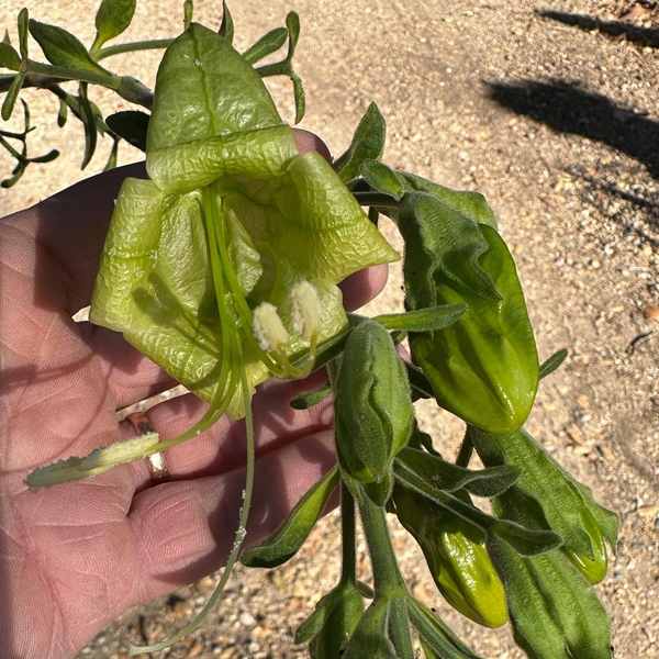 Image of Ruellia bourgaei