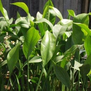 Image of Sagittaria lancifolia