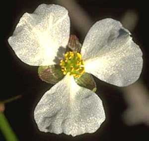 Image of Sagittaria latifolia