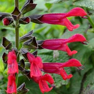 Image of Salvia 'Amante' PP31,104