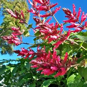 Image of Salvia 'Carol's Delight'