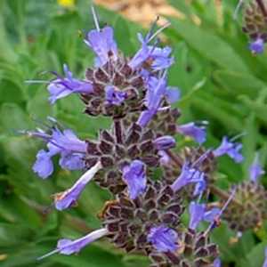 Image of Salvia 'Dara's Choice'