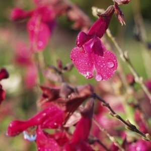 Image of Salvia 'Dark Dancer'