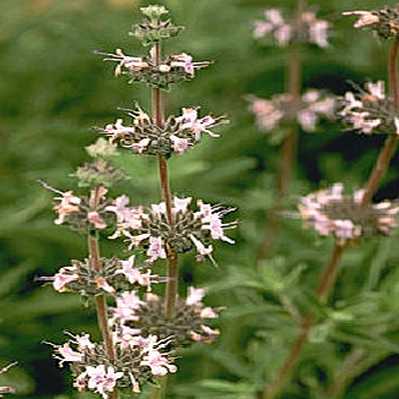 Image of Salvia 'Firescape'