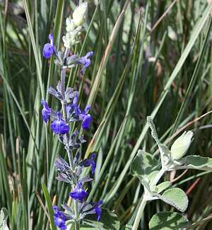 Image of Salvia 'Marine Blue'
