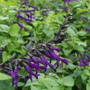 Image of Salvia 'Purple Majesty'