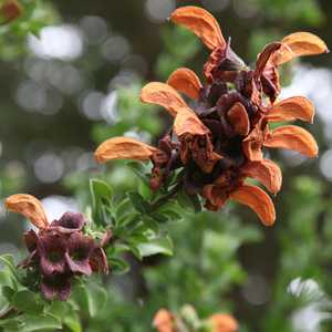 Image of Salvia africana-lutea
