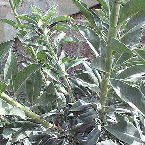 Image of Salvia apiana