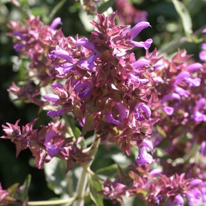 Image of Salvia canariensis