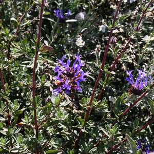 Image of Salvia clevelandii 'Winnifred Gilman'