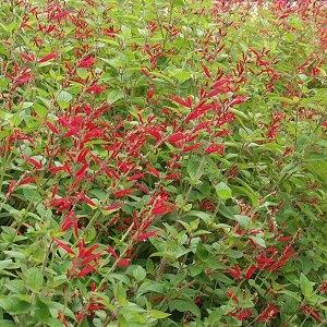 Image of Salvia elegans