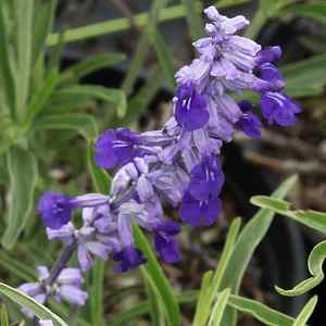 Image of Salvia farinacea 'Texas Violet'