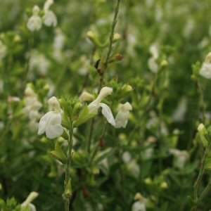 Image of Salvia greggii 'Alba'