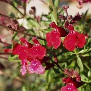 Image of Salvia greggii 'Furman's Red'