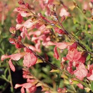 Image of Salvia greggii 'Salmon'