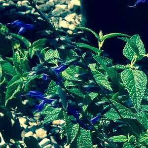 Image of Salvia guaranitica 'Black & Blue'