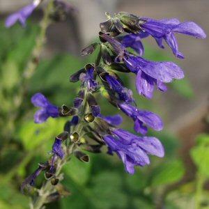 Image of Salvia guaranitica 'Costa Rica Blue'