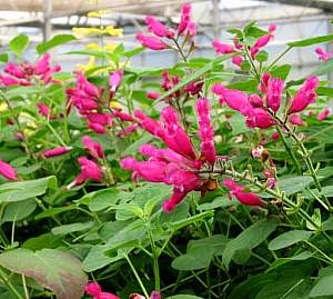 Image of Salvia puberula 'El Butano'