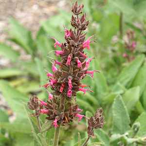 Image of Salvia spathacea