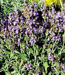 Image of Salvia officinalis 'Robert Grim'