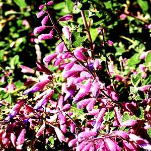 Image of Salvia semiatrata