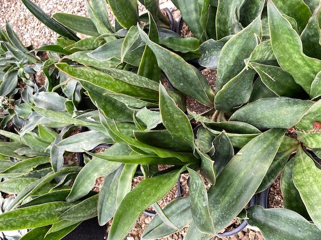 Image of Sansevieria 'Giant Spoon'