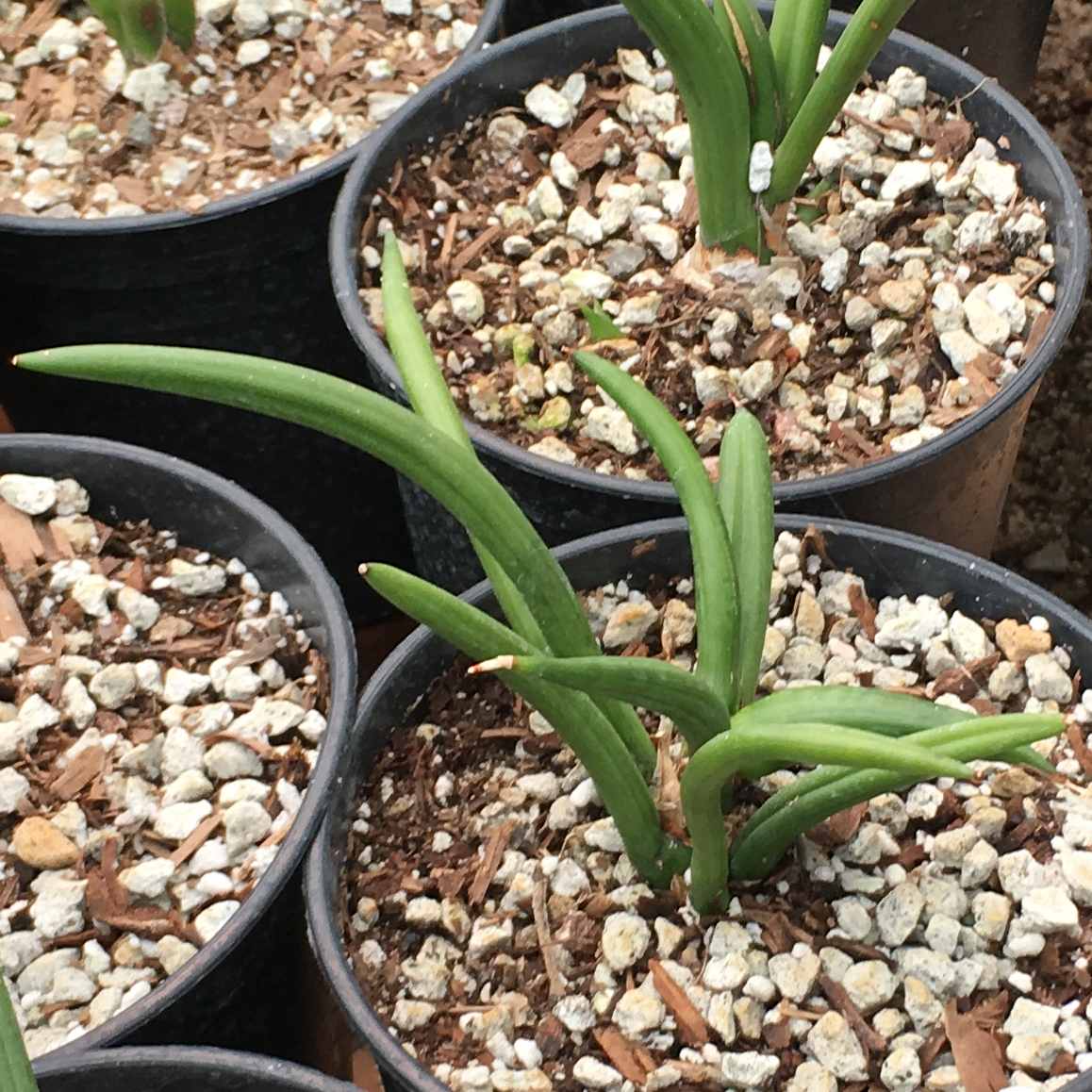 Image of Sansevieria canaliculata 'Dwarf'