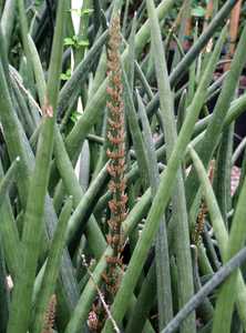 Image of Sansevieria cylindrica