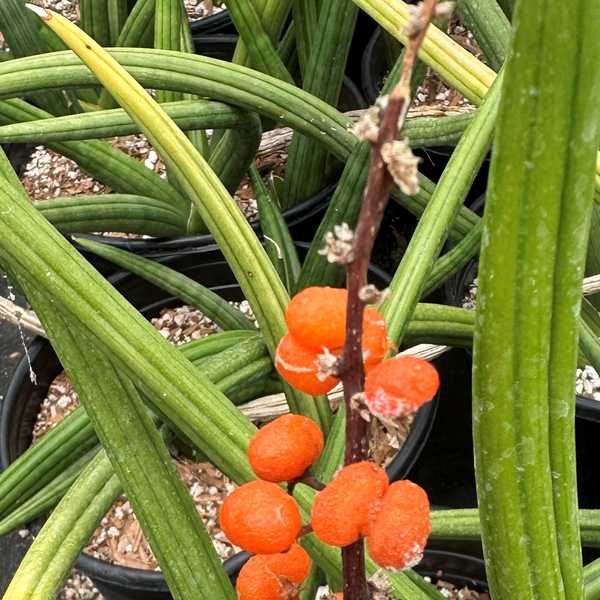 Image of Sansevieria patens