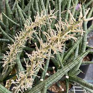 Image of Sansevieria suffruticosa 'Frosty Spears'