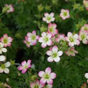 Image of Saxifraga 'Peter Pan'