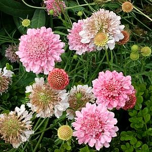 Image of Scabiosa 'Getty Villa'