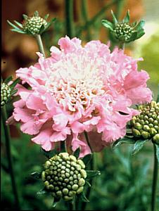 Scabiosa 'Pink Mist' (Pincushion Flower)