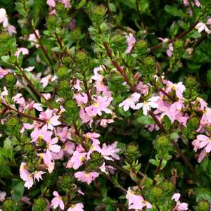 Image of Scaevola aemula Top Pot Pink ['Wesscaetop'] PP19,729