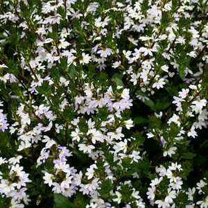 Image of Scaevola aemula Top Pot White ['Wesscaetowhi'] PP19728