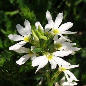 Image of Scaevola Whirlwind White TM PP15,003 ['Scawihatis']