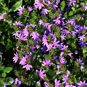 Image of Scaevola aemula Top Pot Blue ['Wesscaetob'] PP19,658