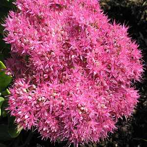 Image of Sedum spectabile 'Neon'