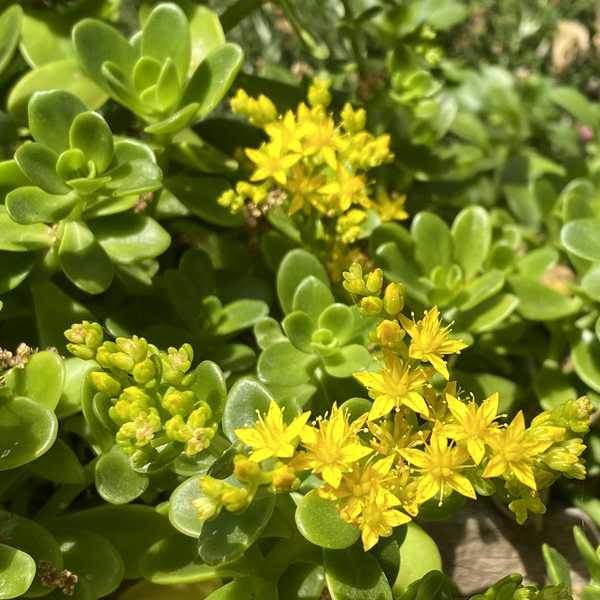 Image of Sedum kimnachii