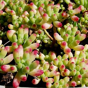 Image of Sedum pachyphyllum