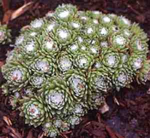 Image of Sempervivum arachnoideum 'Cobweb Buttons'